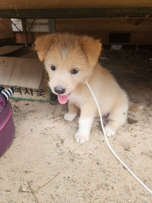 나도 댕댕이있어