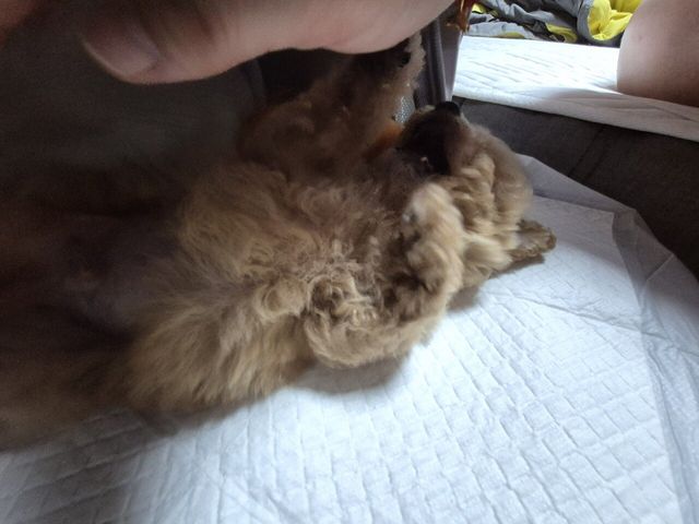 어머니가 강아지 데려오셨네요 ㅋㅋ