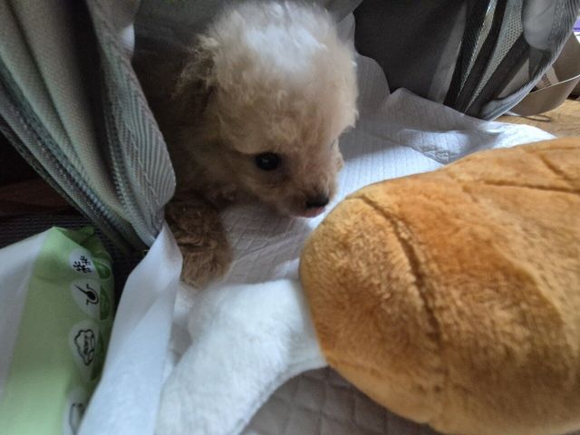 20240706_235859.jpg 어머니가 강아지 데려오셨네요 ㅋㅋ