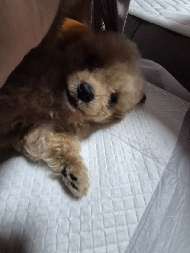 20240707_003408.jpg 어머니가 강아지 데려오셨네요 ㅋㅋ