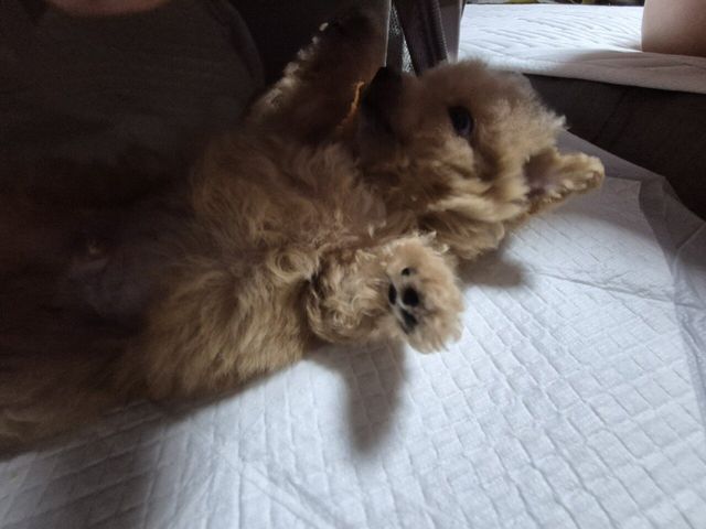 20240707_003419.jpg 어머니가 강아지 데려오셨네요 ㅋㅋ