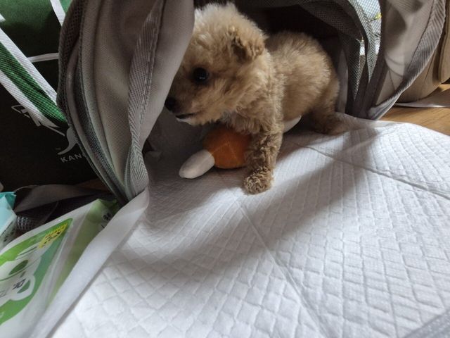 20240707_000051.jpg 어머니가 강아지 데려오셨네요 ㅋㅋ