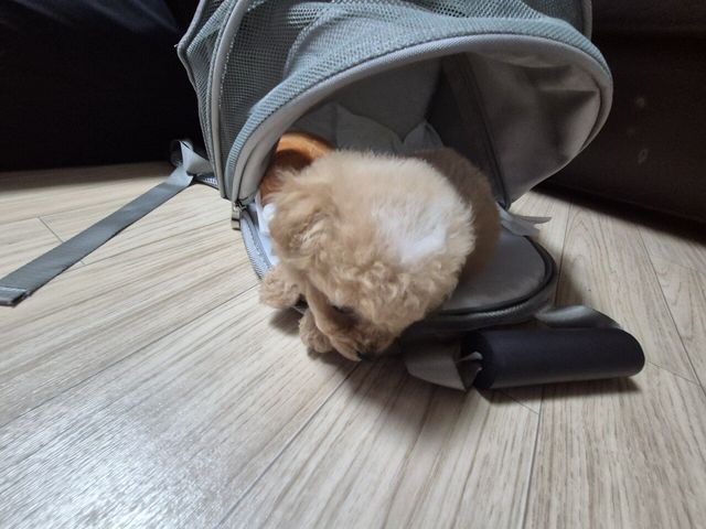 20240706_231043.jpg 어머니가 강아지 데려오셨네요 ㅋㅋ