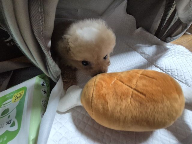 20240706_235855.jpg 어머니가 강아지 데려오셨네요 ㅋㅋ