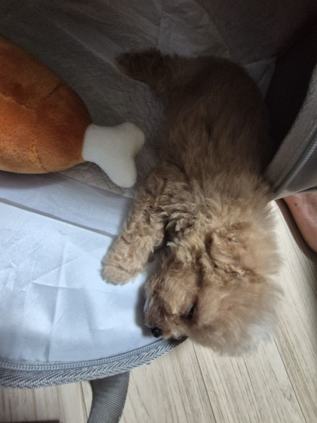 20240706_233116.jpg 어머니가 강아지 데려오셨네요 ㅋㅋ