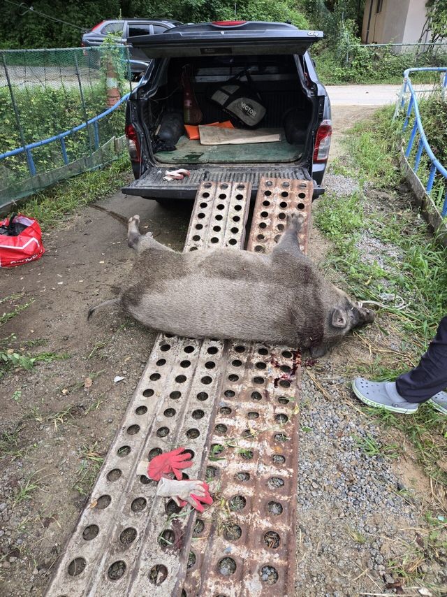 오늘아침에 거대멧돼지 실제로 봄..