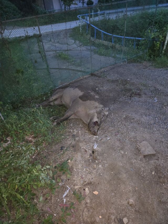 오늘아침에 거대멧돼지 실제로 봄..