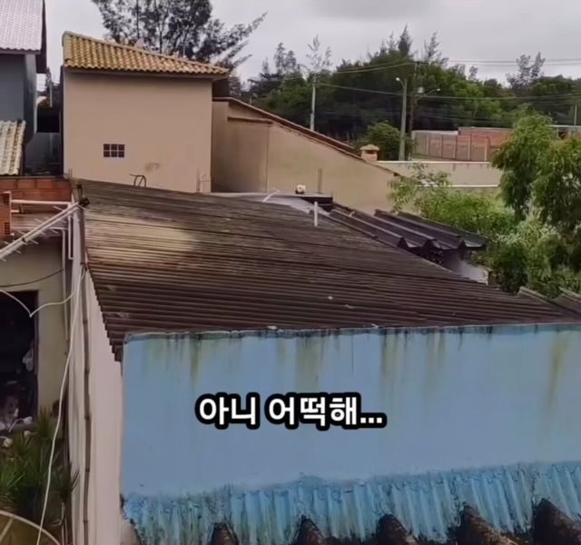 옥상에 머리만 남겨진 강아지......