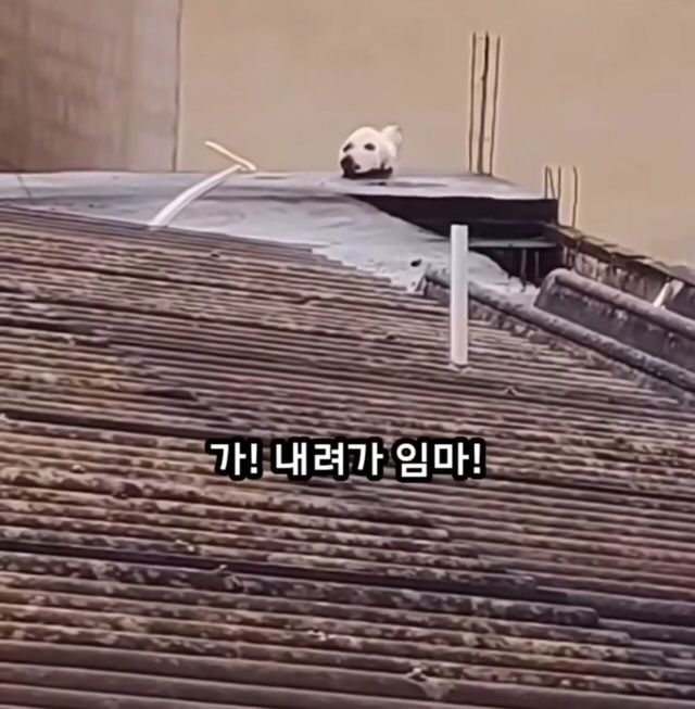 옥상에 머리만 남겨진 강아지......