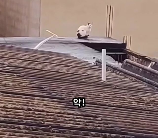 옥상에 머리만 남겨진 강아지......