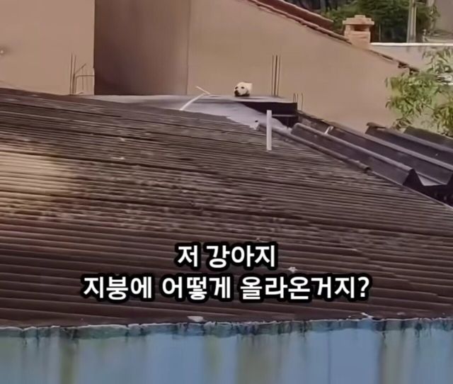 옥상에 머리만 남겨진 강아지......