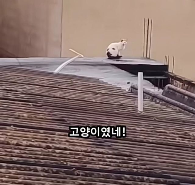 옥상에 머리만 남겨진 강아지......