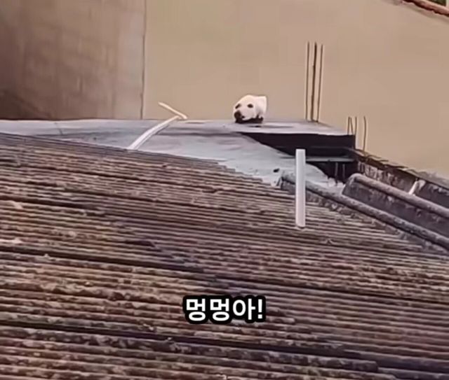 옥상에 머리만 남겨진 강아지......