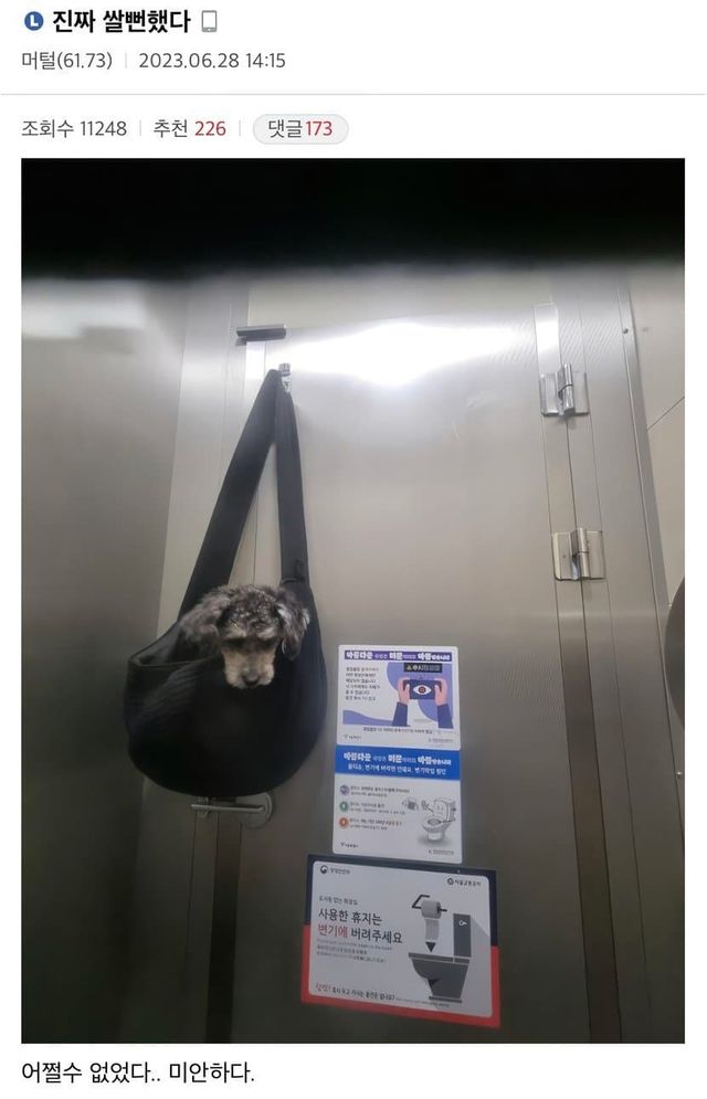 1723122473.jpg 주인 뿌다닷 강제 관람한 강아지..jpg 주인 뿌다닷 강제 관람한 강아지..jpg