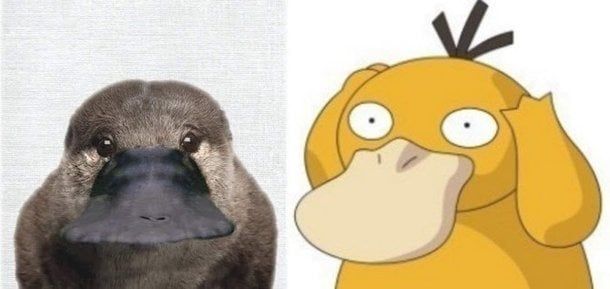 PS20080800139.jpg 포도?저?격?) 고라파덕 오리포켓몬 맞습니다