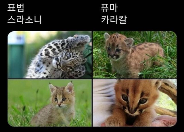 고양이과 동물들의 새끼시절.jpg