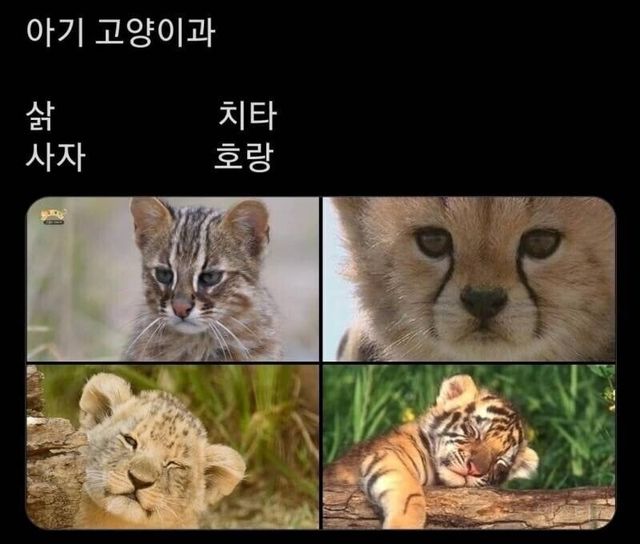 고양이과 동물들의 새끼시절.jpg