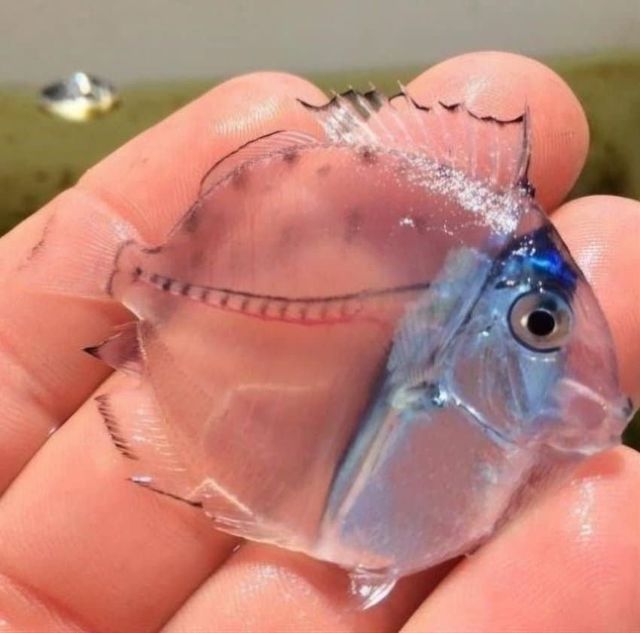 이 새끼는 진짜 투명하네 ㅋㅋ