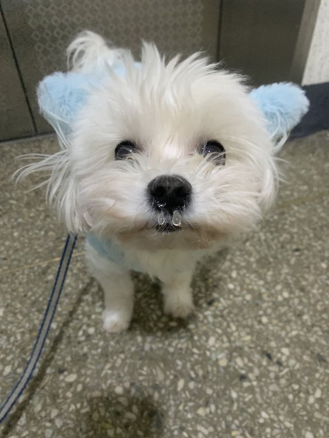 한파에 산책나갔더니 콧물이 얼었어 ㅠ