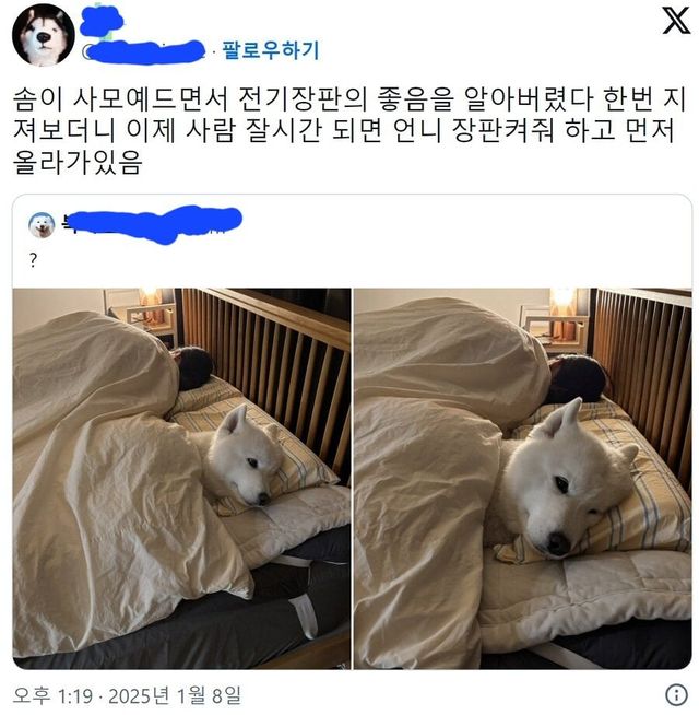 전기장판에 맛들여버린 사모예드