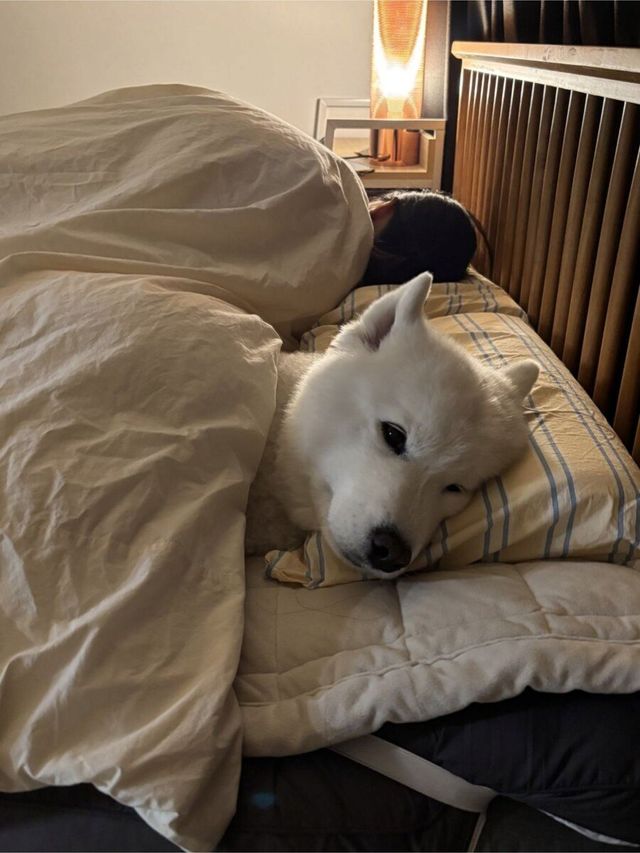 전기장판에 맛들여버린 사모예드