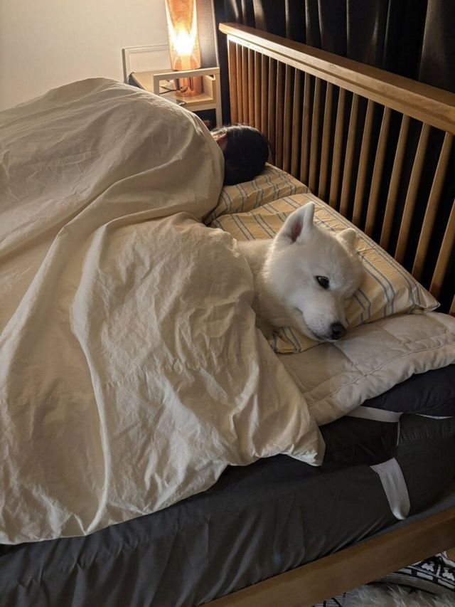전기장판에 맛들여버린 사모예드