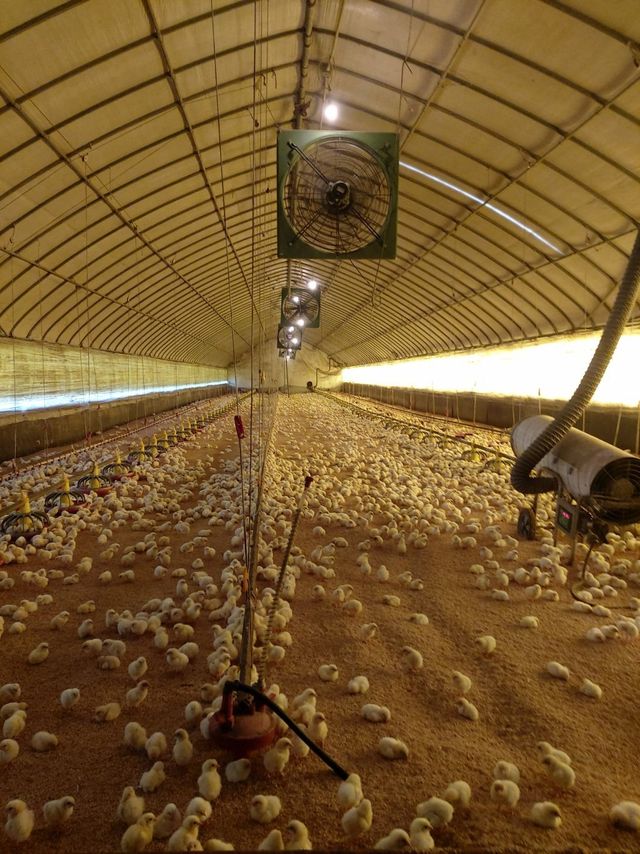 니들이 먹는 치킨닭 키운다 질문 받음