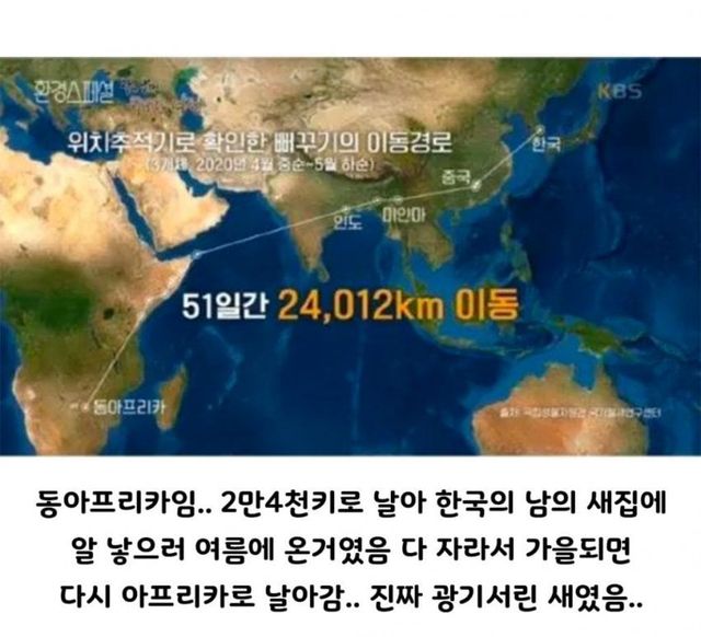 1737342805 (1).jpg 육아 회피에 진심인 뻐꾸기