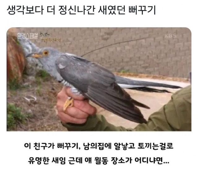 1737342805.jpg 육아 회피에 진심인 뻐꾸기