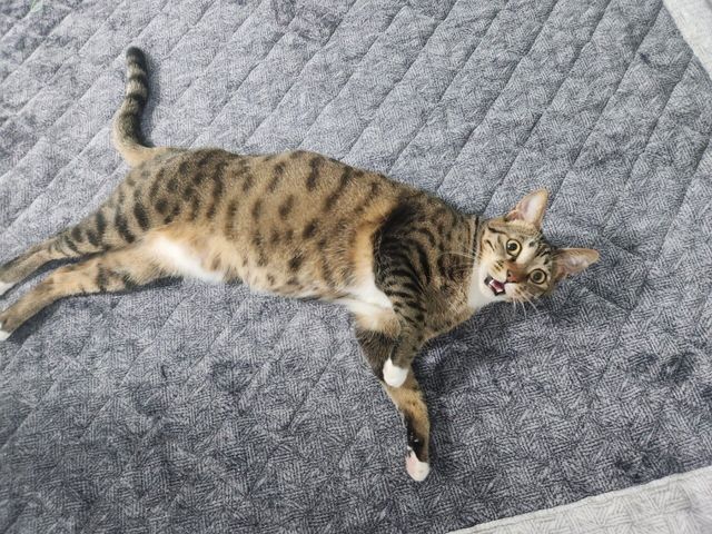 밖에 나가는 척 했다가 몰래 뿅 나타나니 우리집 고양이 표정 ㅋ