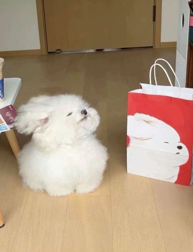 IMG_4008.jpeg 포장지 모델 자기랑 닮았다며 따라하는애 ㅎㄷㄷㄷㄷ