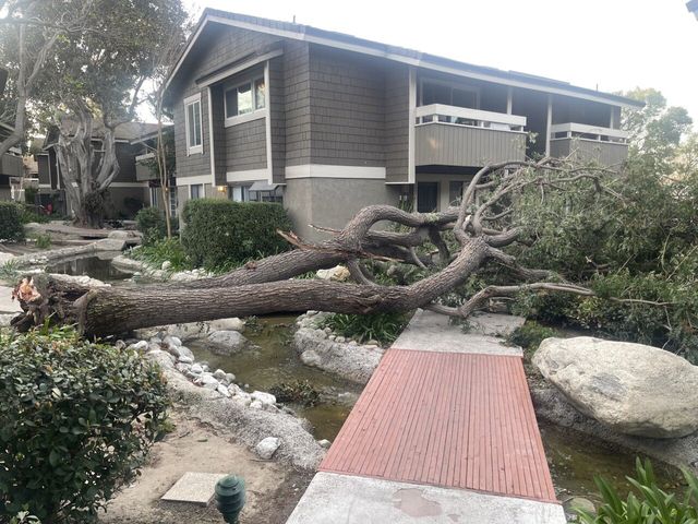 캘리포니아 강풍 근황