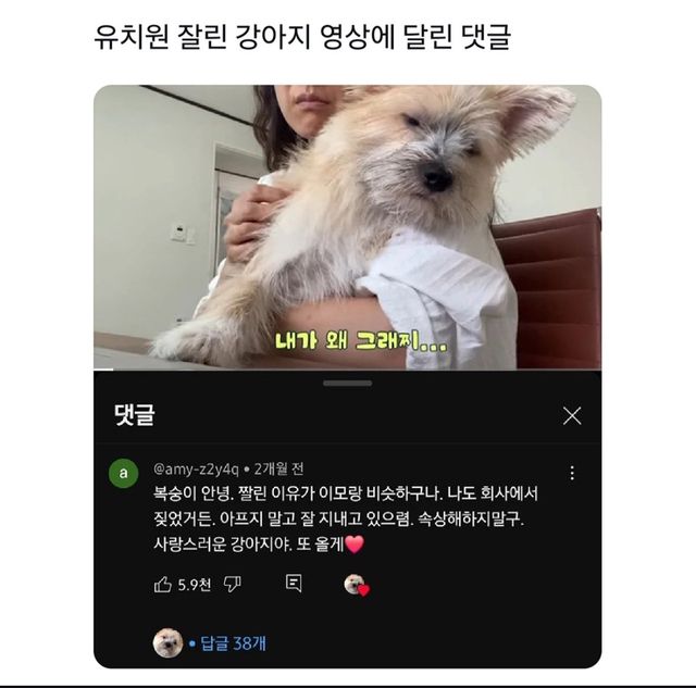 유치원 짤린 강아지 영상에 달린 댓글