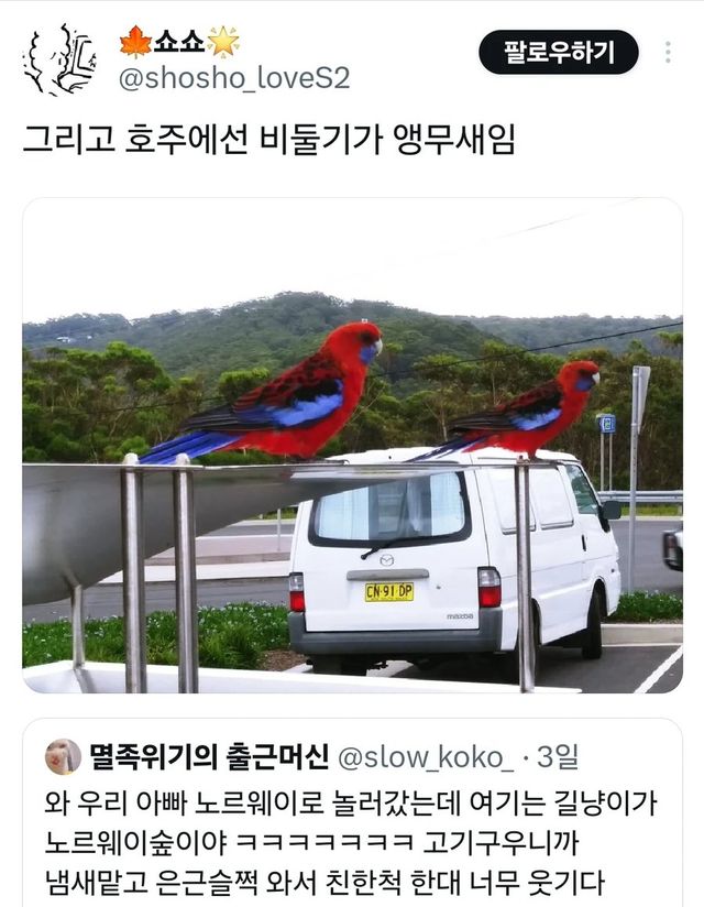 와 노르웨이 길고양이는 노르웨이숲고양이야!.jpg 와 노르웨이 길고양이는 노르웨이숲고양이야 ???