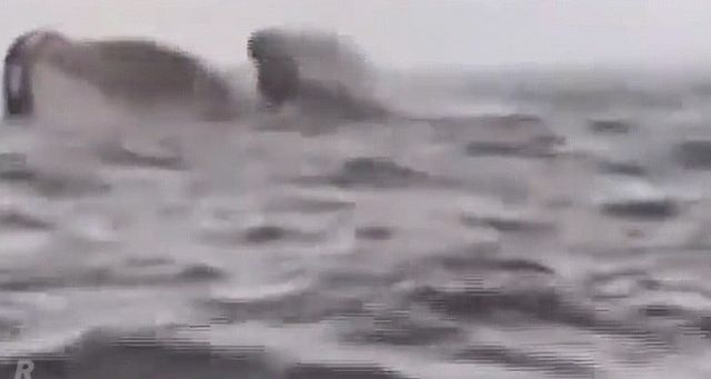 흑동고래에게 살아난 칠레 남성 -cboard