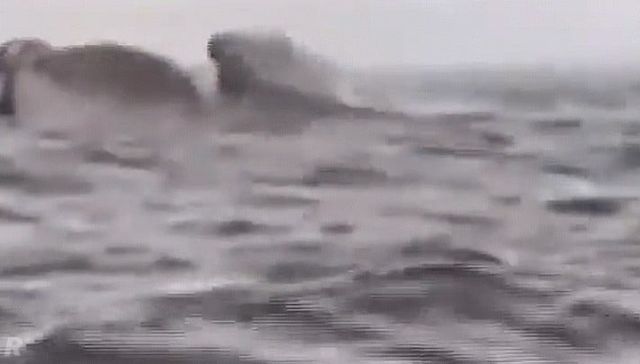 흑동고래에게 살아난 칠레 남성 -cboard