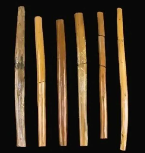 왕릉에서 발견된 6개 나무 정체 -cboard