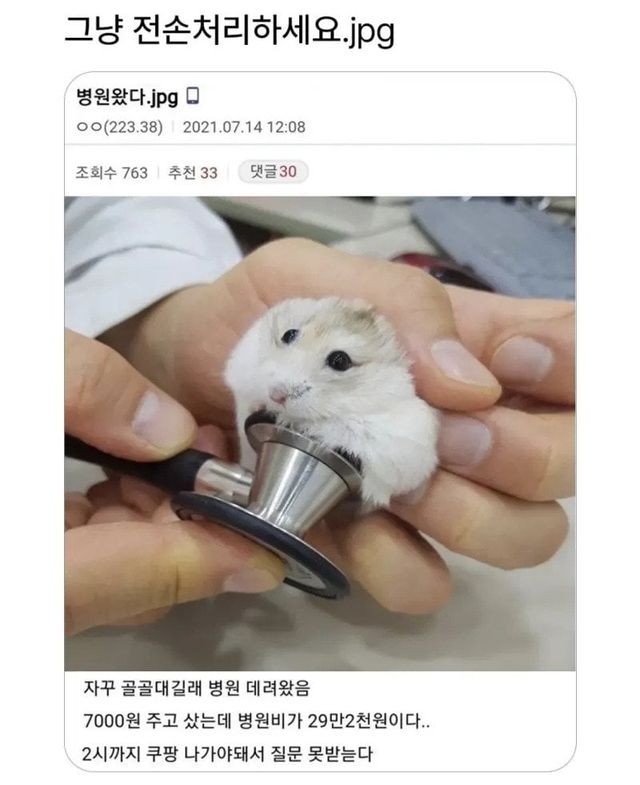 sgddgdfgh.webp.ren.jpg 햄스터 그냥 전손처리 하라는 사람들.