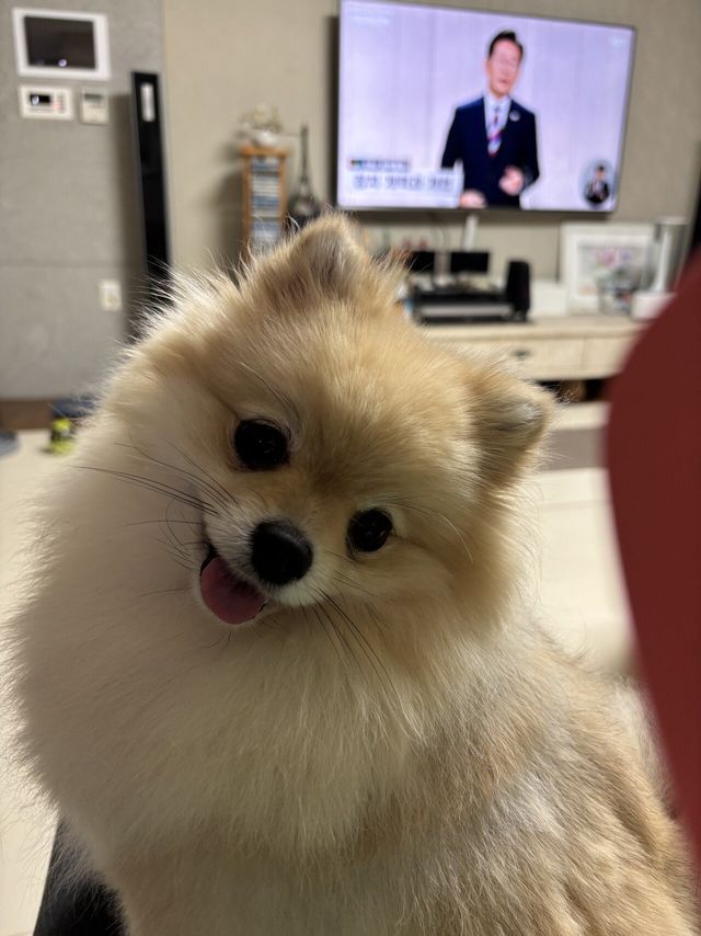 토론보는데 방해하는 댕댕이