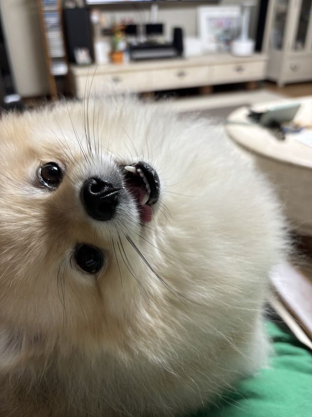 토론보는데 방해하는 댕댕이