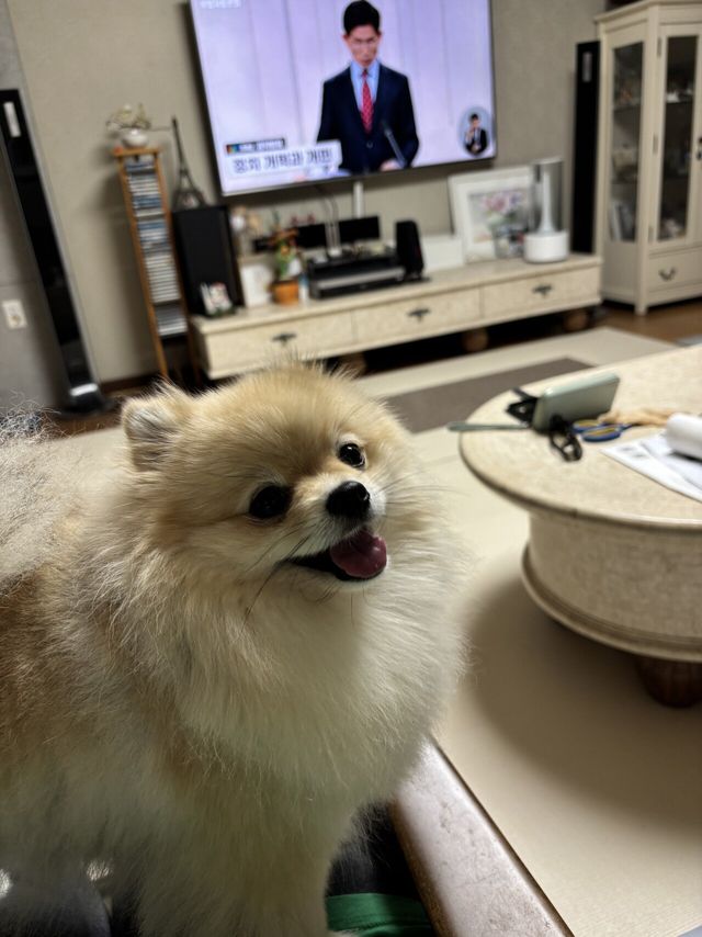 토론보는데 방해하는 댕댕이