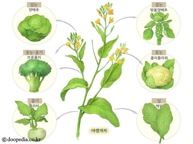 image.png 식물계의 이브이 겨자 근황..JPG