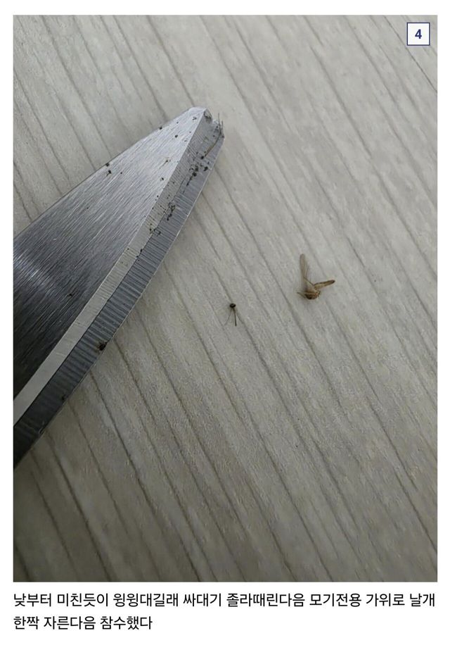 Screenshot_20250529_114017_NAVER.jpg (혐??) 디씨 모기갤러리 근황.jpg