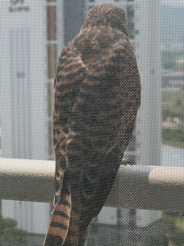 IMG_5555.jpeg 이 새 종류가 머임?