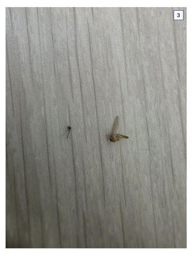 Screenshot_20250529_114013_NAVER.jpg (혐??) 디씨 모기갤러리 근황.jpg