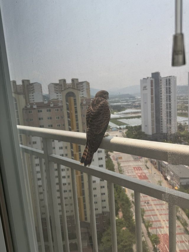 IMG_5556.jpeg 이 새 종류가 머임?