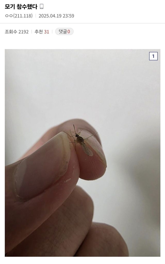 Screenshot_20250529_114004_NAVER.jpg (혐??) 디씨 모기갤러리 근황.jpg