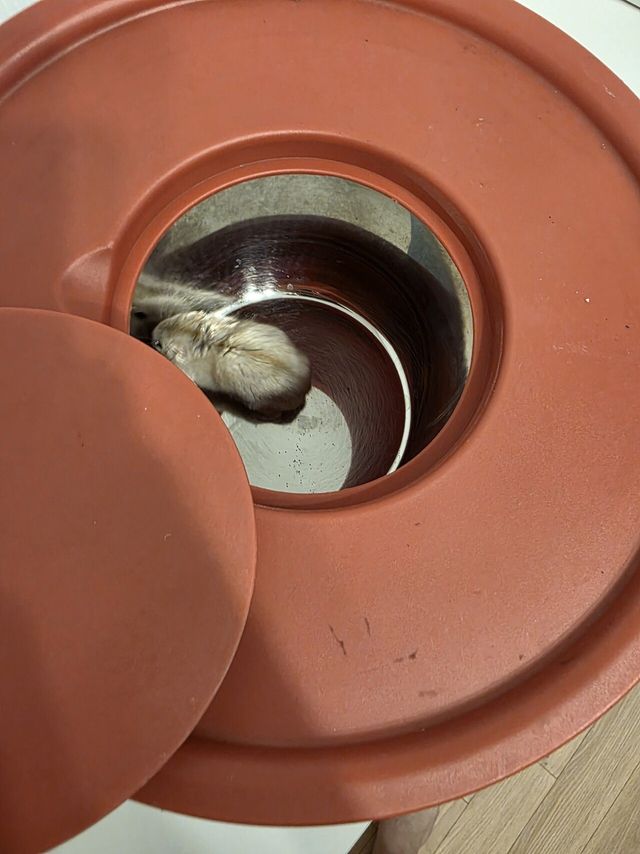 누가 집앞에 햄스터버리고감..