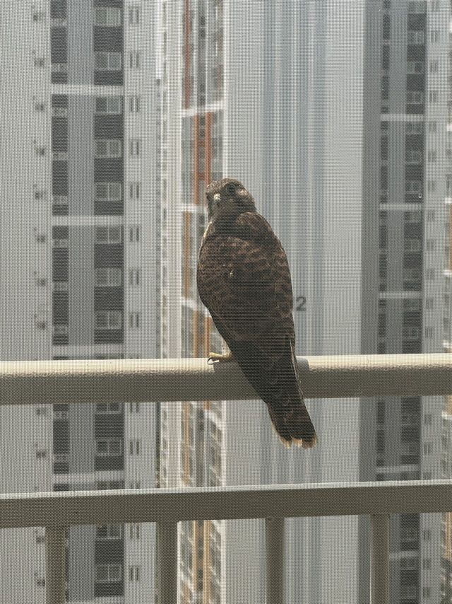 IMG_5561.jpeg 이 새 종류가 머임?