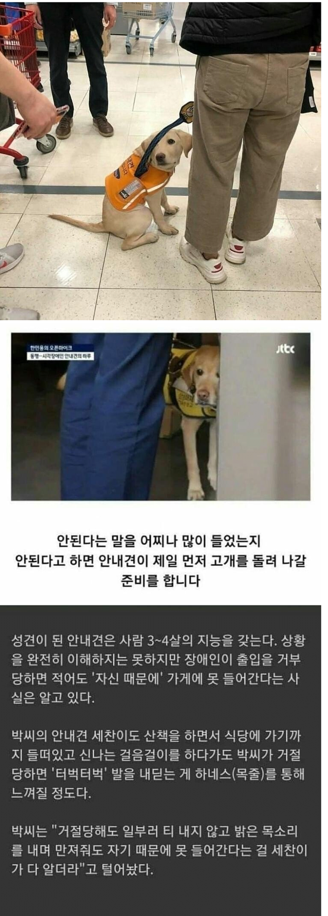 279aa16e53768ed0dfaa8838475f7a8ad97488d7.png 자기때문에 못들어간다는걸 아는 안내견들.jpg